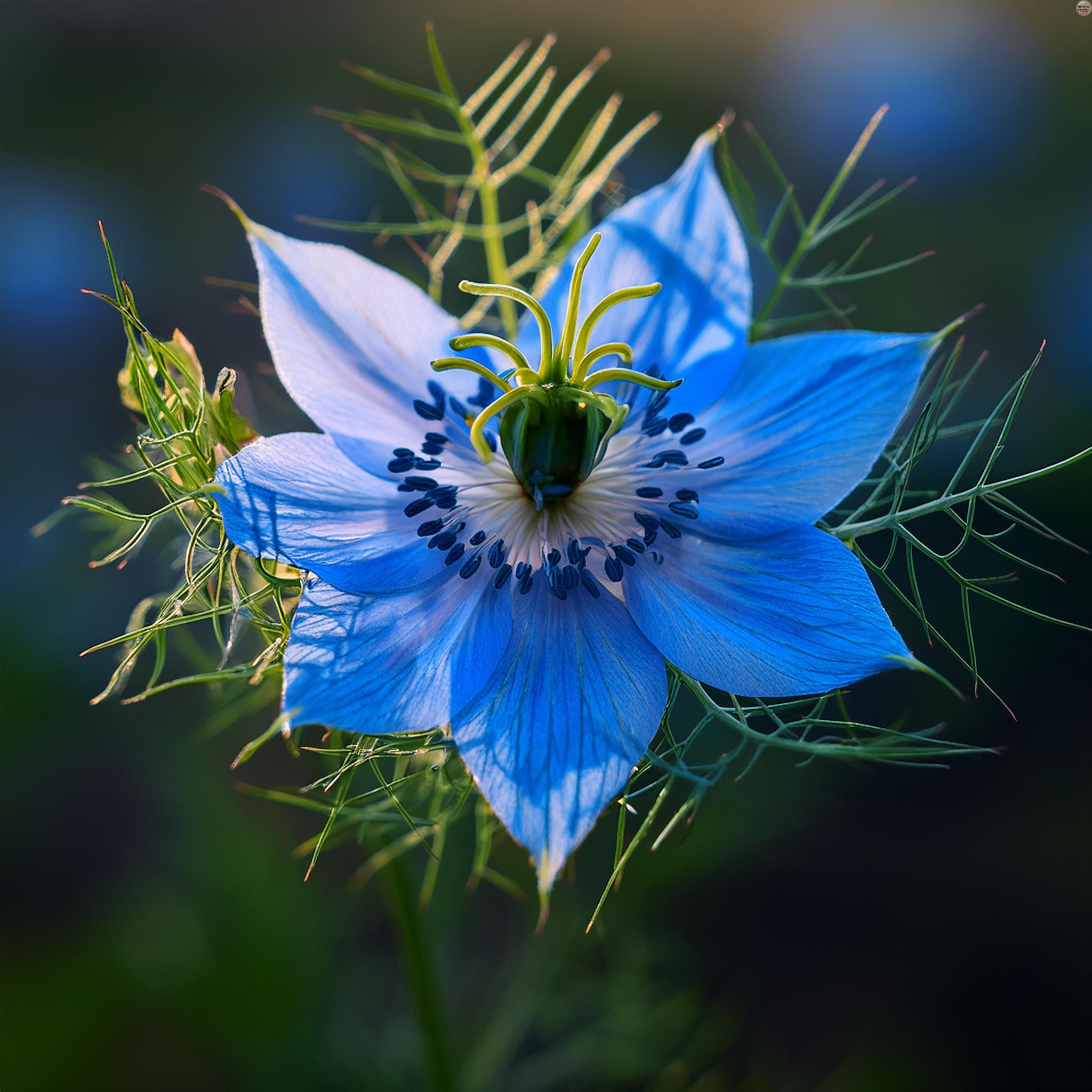 Il Sentiero delle Nigelle: Un'affascinante percorso di legno nelle Langhe! - primo piano del fiore di Nigella Sativa